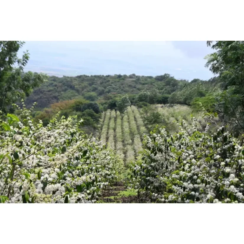 Koffiebonen voor espresso uit Tanzania Acacia Hills afkomstig van de Acacia Hills-boerderij bieden een unieke smaakervaring.