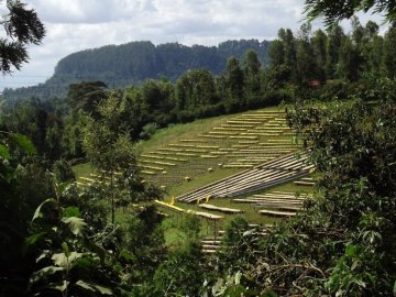 Alles iwwer Kaffi aus der Kenia Regioun