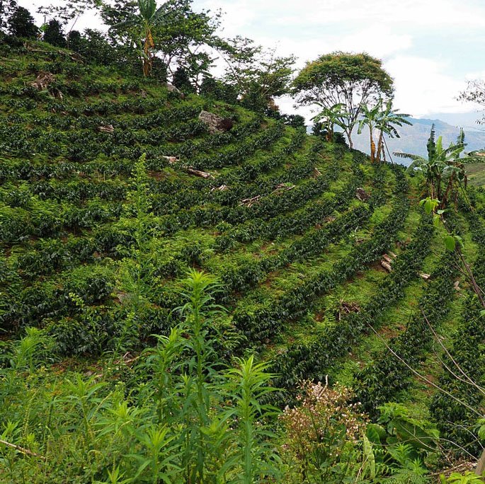 Perú Manuel Carhuajulca Organic Natural D - Embalaje: 250 g, Asado: Espresso moderno - espresso con acidez
