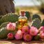 Cactusvijg - 100% natuurlijke etherische olie 10ml
