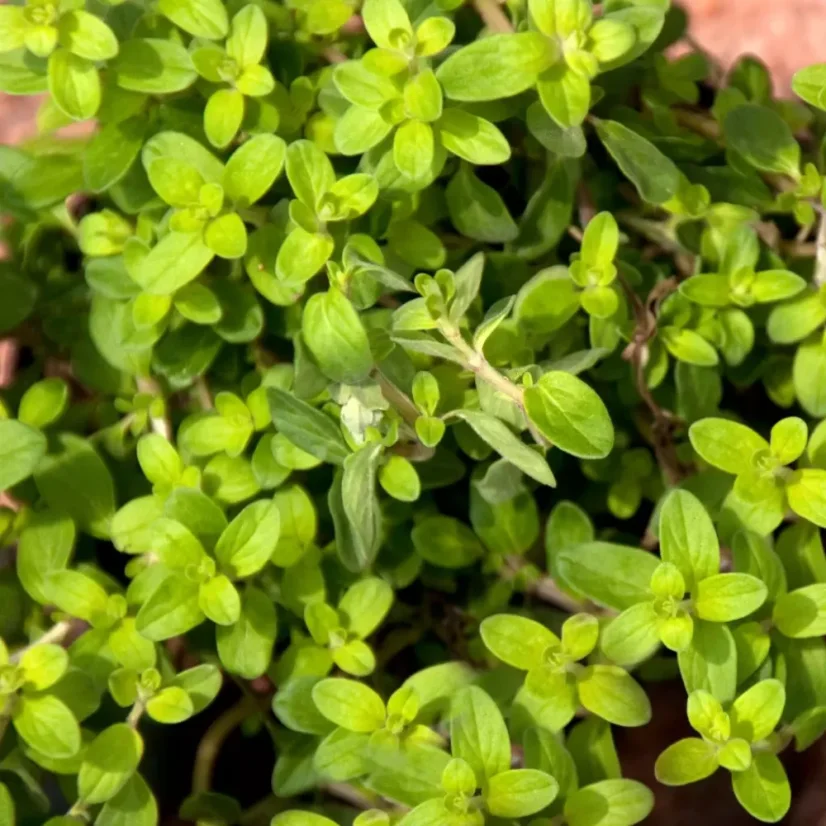 BIO Marjoram is a 100% natural essential oil that has a refreshing effect and is ideal for use in aromatherapy.