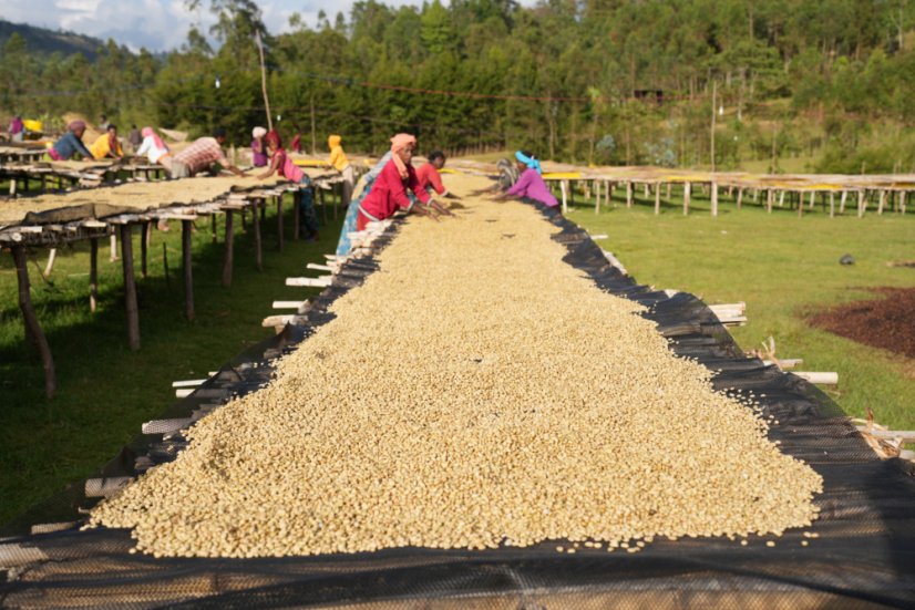 Kawa z Etiopii Boreta palona na Omni Roast.