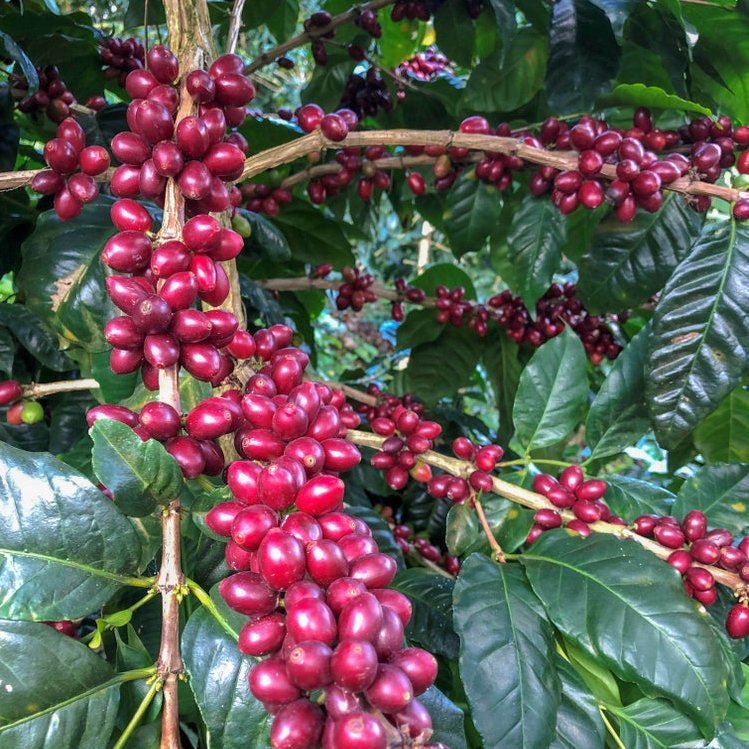 Guatemala La Ruda | Espresso - Balenie: 250 g