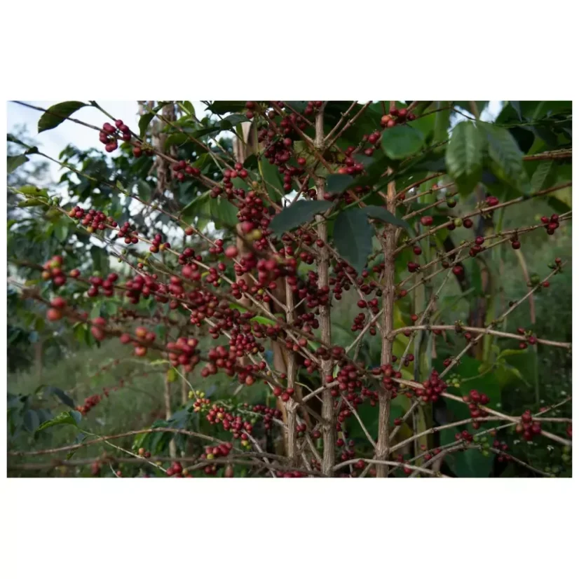 Rwanda Ngoma Washed | Filtr - Balení: 250 g