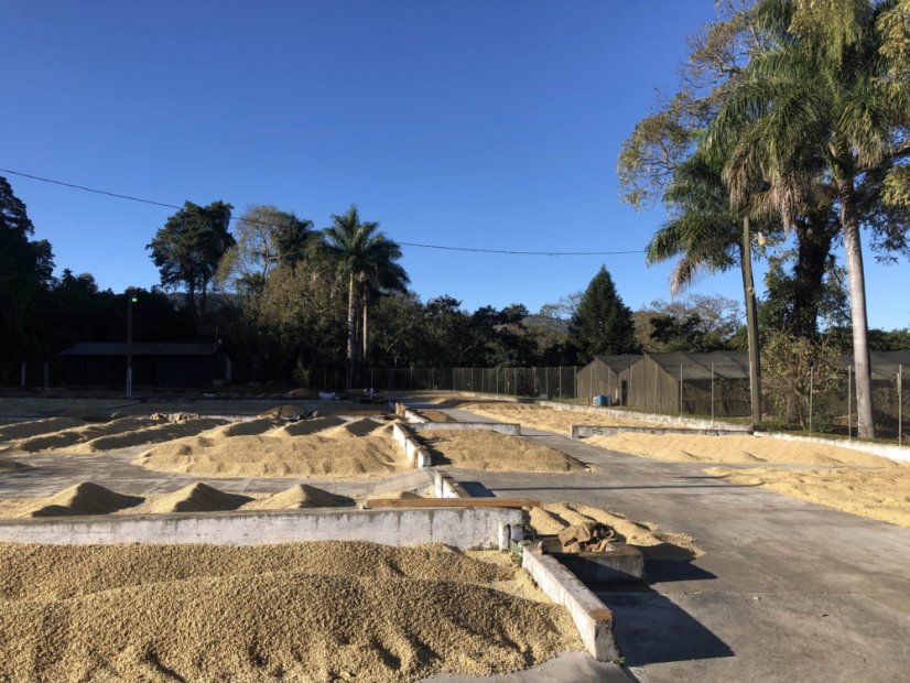 Palona kawa bezkofeinowa CO2 - Gwatemala - Finca El Hato. Na espresso.