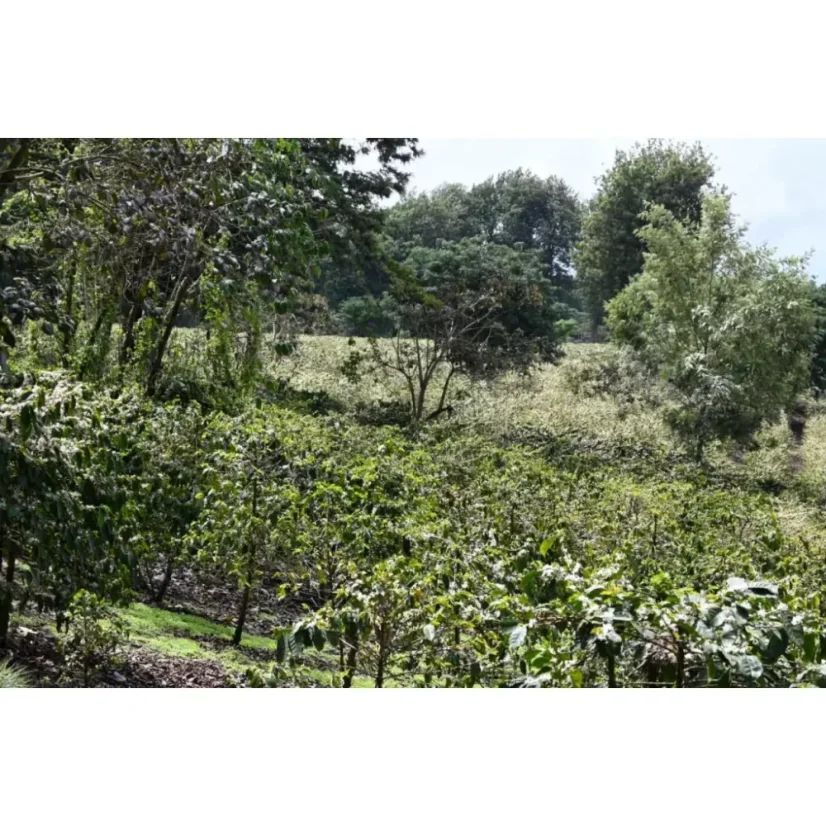 Koffiebonen Tanzania Acacia Hills, ideaal voor het zetten van espresso, is een hoogwaardige arabica die elke koffieliefhebber zal verrukken met zijn rijke aroma.