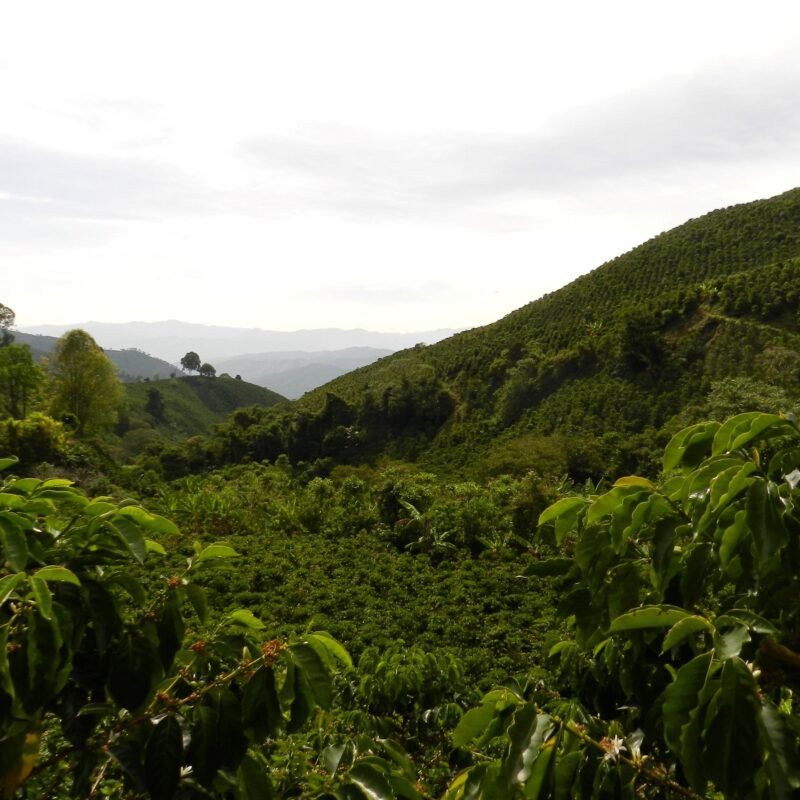 Selected decaffeinated coffee from Colombia Tumbaga.