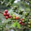 Selected coffee roasted for filter Costa Rica Hacienda.
