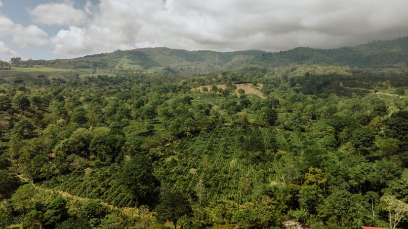 Cafea selectată Costa Rica Aquiares Estate Entre Rios Obata prăjită la omni roast.