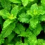 BIO Peppermint is a 100% natural essential oil with a volume of 10 ml, characterised by its herbal scent.