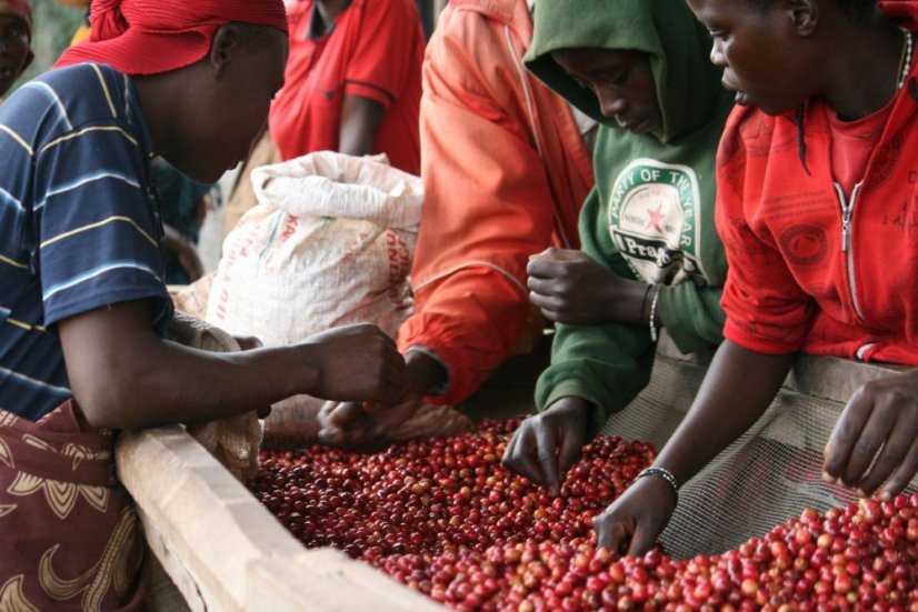 Burundi Gakenke - Opakowanie: 250 g, Pieczenie: Nowoczesne espresso - espresso zawierające kwasowość