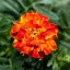 BIO Afrikan is a 100% natural essential oil that provides an herbal scent for relaxation and refreshing the space. BIO Afrikan is a 100% natural essential oil that provides an herbal scent for relaxation and refreshing the space.