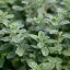 BIO Marjoram is a 100% natural essential oil, certified as organic, that offers aromatic and therapeutic benefits for health.