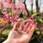Huile essentielle de poivre rose 100% naturelle en flacon de 10 ml, certifiée comme adaptée aux végans.