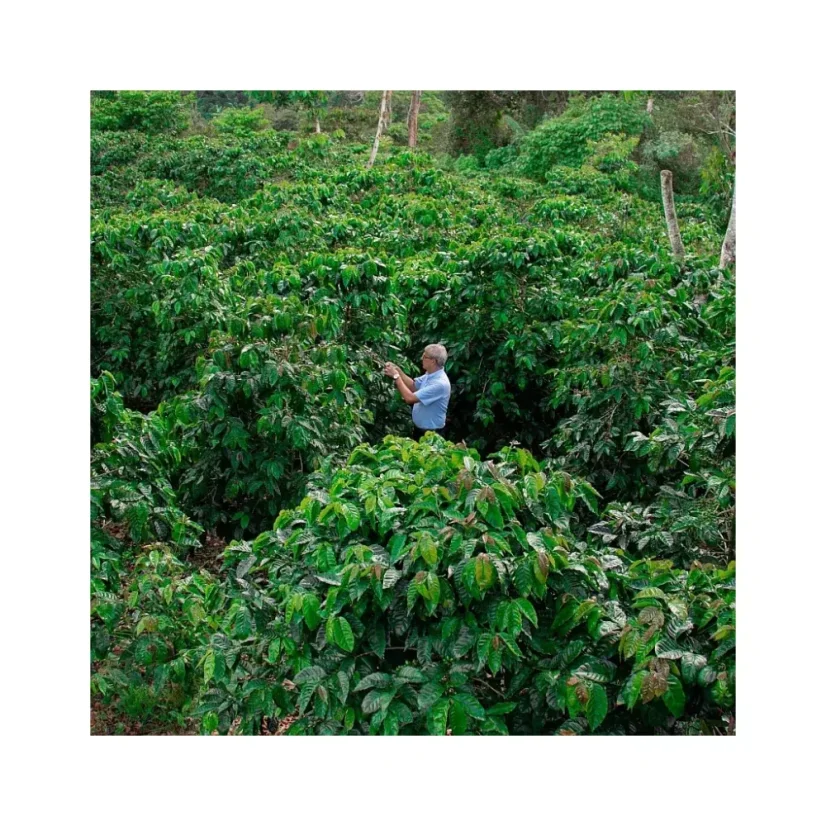 Ganze Bohnenkaffee Nikaragua Finca Los Altiplanos, ideal für die Zubereitung im Filter, bietet hervorragenden Geschmack durch die Chemex-Methode.