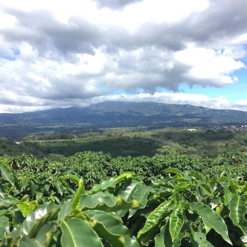 Costa Rica Hacienda | Filter - Packaging: 250 g, Roasting: Bright - for alternative methods