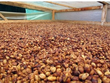All about honey coffee processing