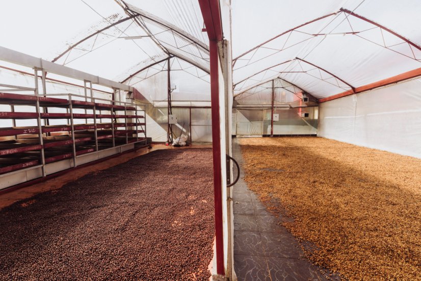 Premium coffee Costa Rica Aquiares Estate Entre Rios Obata roasted for omni roast.