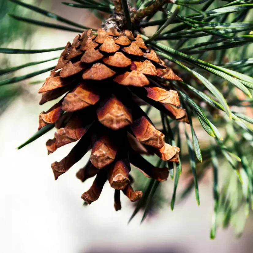 BIO Pin est une huile essentielle 100 % naturelle qui apporte un parfum rafraîchissant et revitalisant de la forêt de pins dans un emballage pratique de 10 ml.