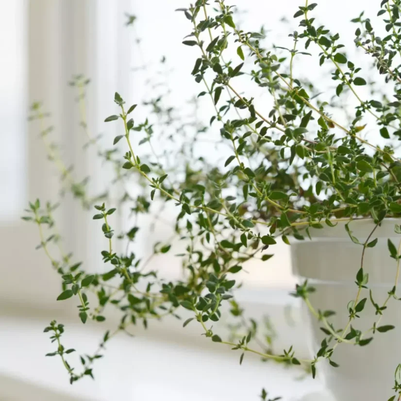 BIO Lemon Thyme is a 100% natural essential oil, perfect for use in spring.