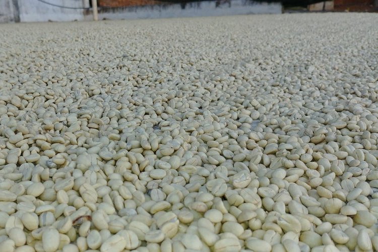 Gwatemala La Ruda | Espresso - Opakowanie: 250 g
