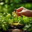 Glass bottle with 10 ml of 100% natural coriander essential oil, perfect for use in the summer months.