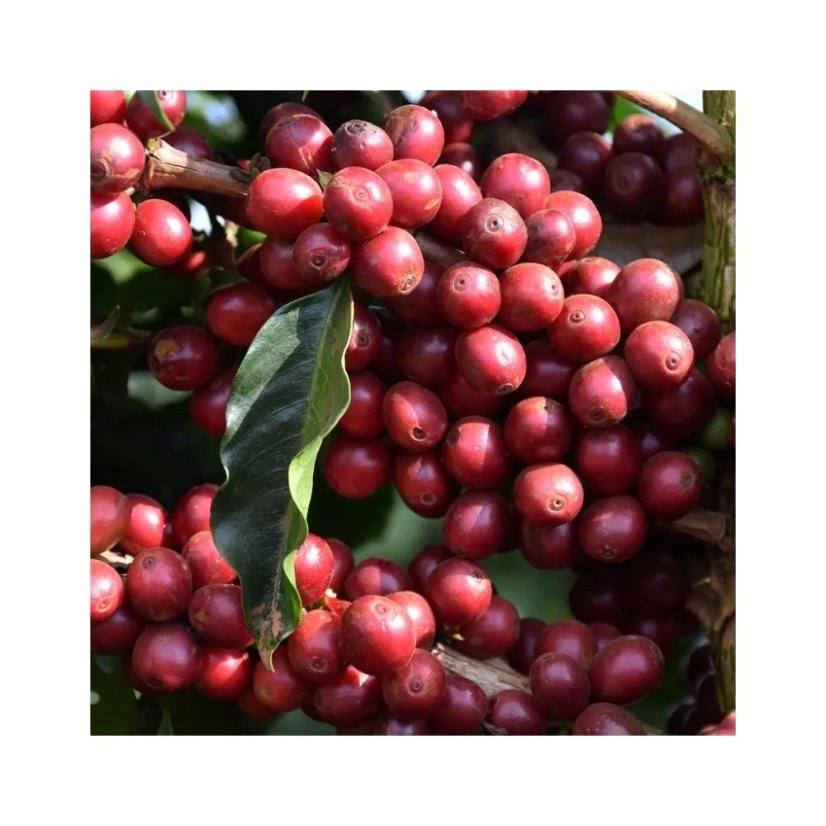 Bresil - Café vert