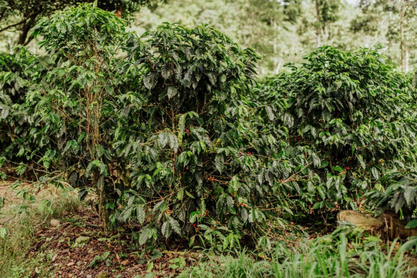 Specialty coffee Costa Rica Aquiares Estate Entre Rios Obata roasted for omni roast.