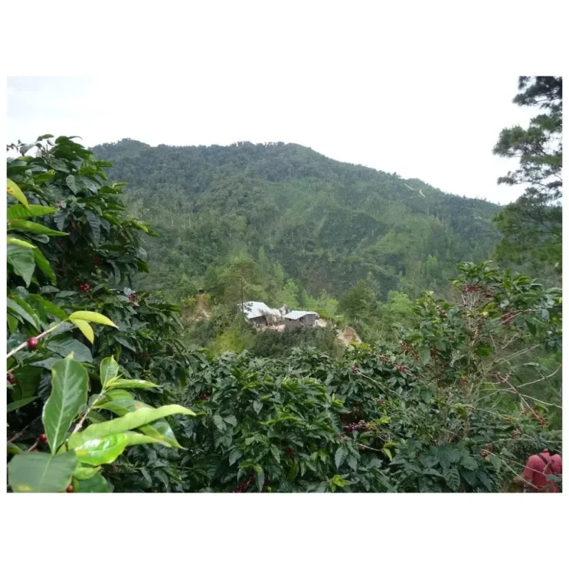 Kaffeebohnen Nicaragua Finca Los Altiplanos aus der Region Jinotega bieten ein einzigartiges Geschmackserlebnis für Filterkaffee-Liebhaber.
