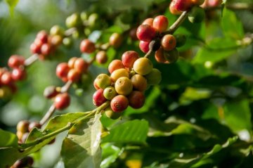 Neiegkeeten am Kaffi Veraarbechtung