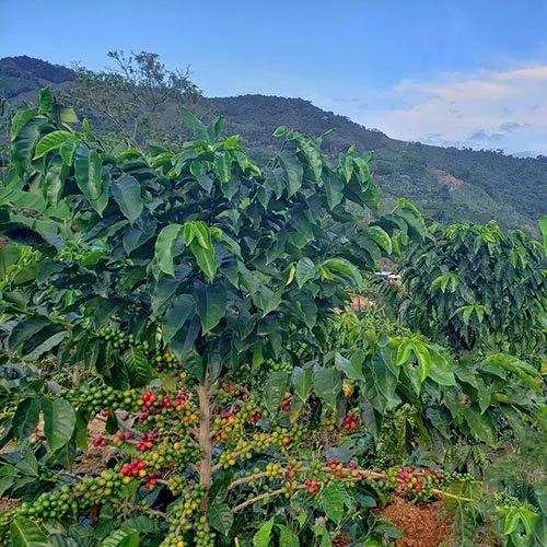 Kolumbie Anserma | Espresso - Balení: 250 g