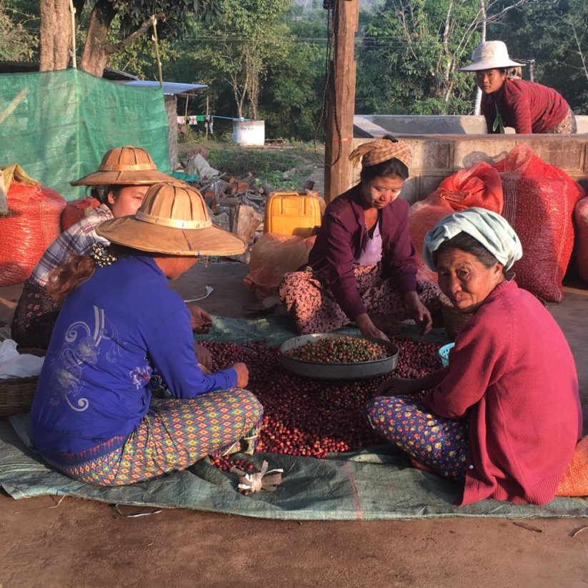 Myanmar Shwe Ywa Ngan | Omni roast - Почистване: 250 g
