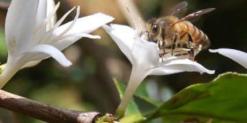 Bees help increase the value of coffee plantations