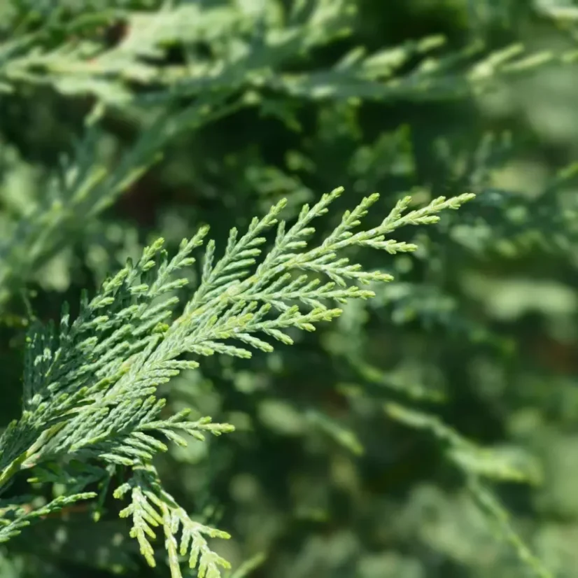 BIO Cypřiš est une huile essentielle 100% naturelle qui offre un parfum épicé et aromatique pour une atmosphère agréable.