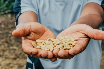Kaffisliwwerer fir d'Réischterer - wéi kafe mir grénge Kaffi?