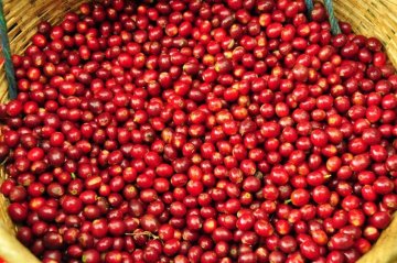 Kaffi Ernte