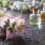 L'huile essentielle de sauge musquée bio est entièrement naturelle, avec un volume de 10 ml, idéale pour l'aromathérapie et la relaxation.