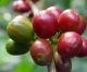 Plod kávovníka – kde to celé začína