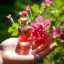Essential oil of Pink Geranium, 10 ml, designed to support hormonal balance.