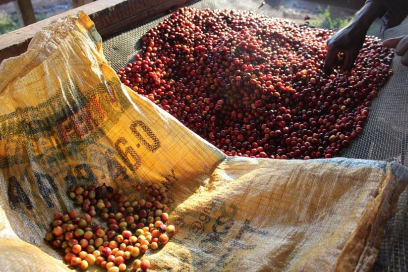Burundi Gakenke - Iepakojums: 250 g, Grauzdēšana: Mūsdienīgs espresso - espresso, kas atzīmē skābumu