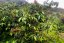 Ausgewählte Premiumkaffee Panama Finca La Cabra Natural, geröstet für die Filterzubereitung.