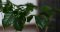 How to grow a coffee plant at home?