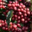 Brazílie - Sancoffee | Espresso - Balení: 250 g
