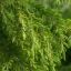 L'huile essentielle BIO de cèdre de l'Himalaya est 100% naturelle, idéale comme répulsif efficace contre les insectes.